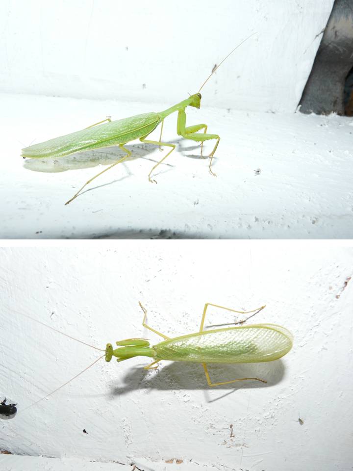 FIGURE 18 FIGURE 18